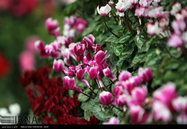 Tehran - 6th Flowers and Plants Exhibition 07