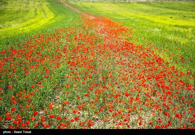 Photo series: Spring in Iran | The other Iran